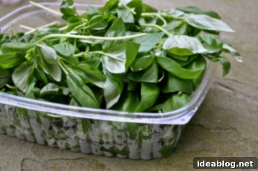 Italy's Green Gold: Authentic Pesto 4 Close-up of fresh, fragrant basil leaves, essential for authentic Italian pesto