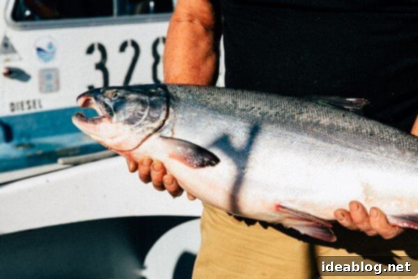 Copper River Salmon: The Saga Continues 22 My Week in Cordova, Alaska