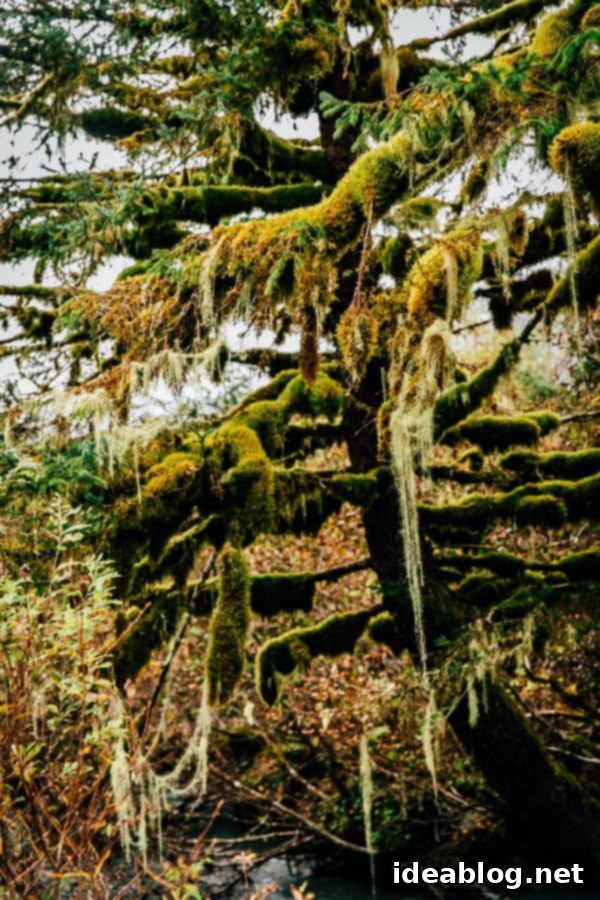 Copper River Salmon: The Saga Continues 24 My Week in Cordova, Alaska