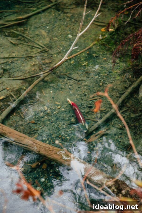 Copper River Salmon: The Saga Continues 26 My Week in Cordova, Alaska
