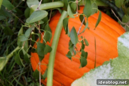Crab Feast, Autumnal Pumpkins and Sweet Gelato Indulgence 10 A generous display of various pumpkins and gourds, signifying autumn decor