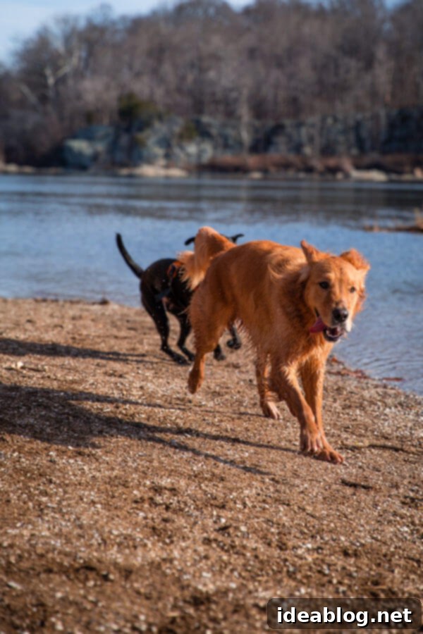 Journeys with Marley 11 Marley enjoying a hike fueled by Organix Grain-Free Dog Food
