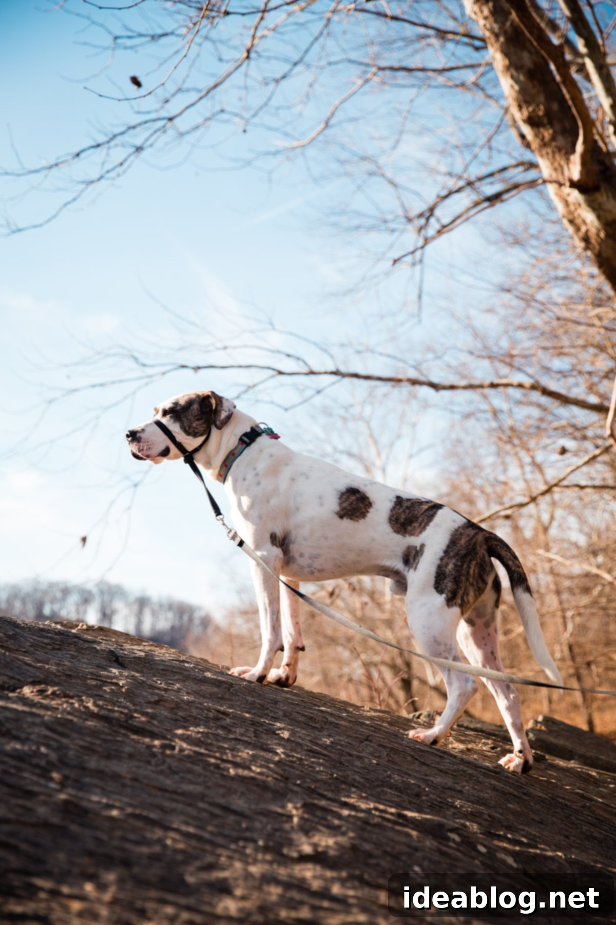 Journeys with Marley 13 Adventures with Marley - fueled by Organix Grain-Free Dog Food