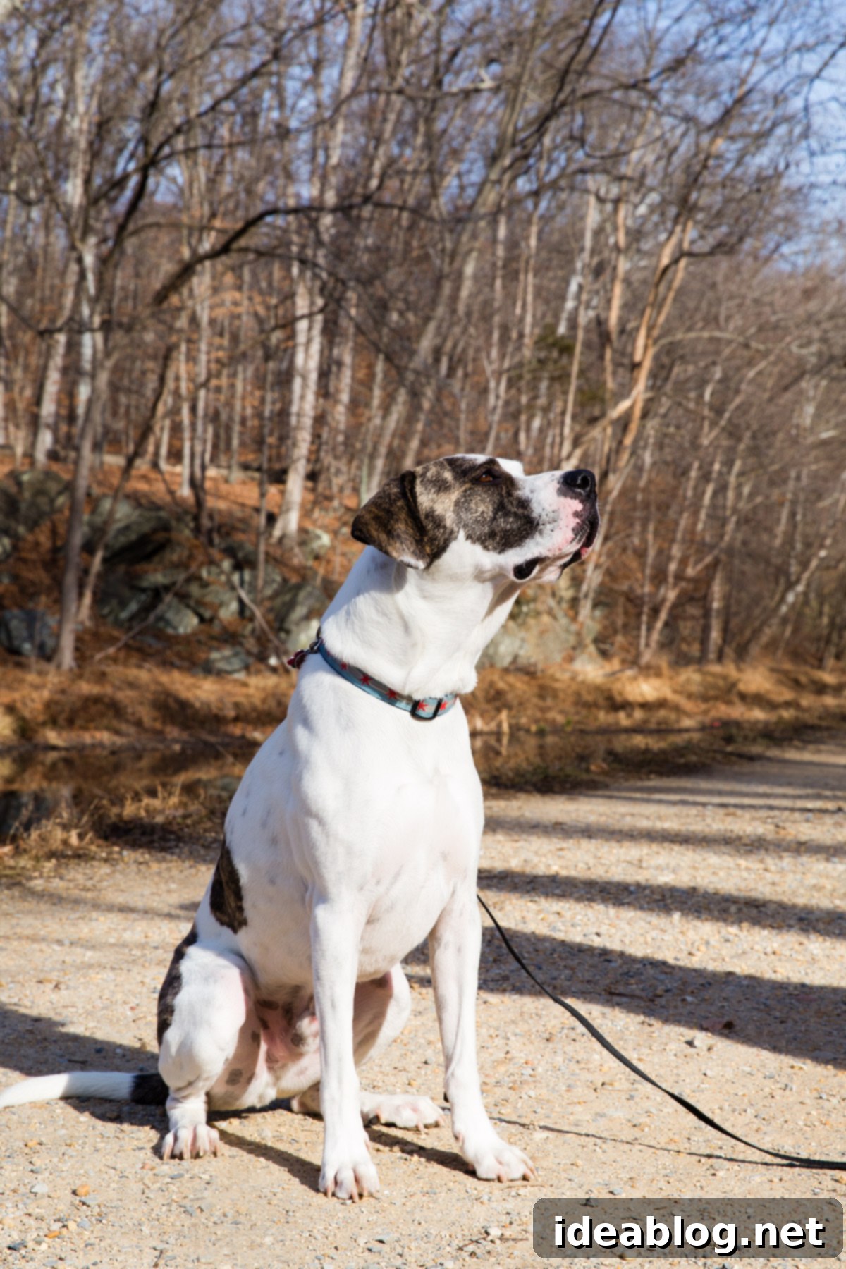 Journeys with Marley 6 Adventures with Marley - fueled by Organix Grain-Free Dog Food
