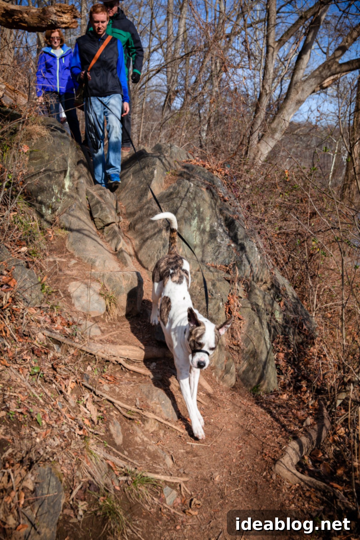 Journeys with Marley 9 Adventures with Marley - fueled by Organix Grain-Free Dog Food