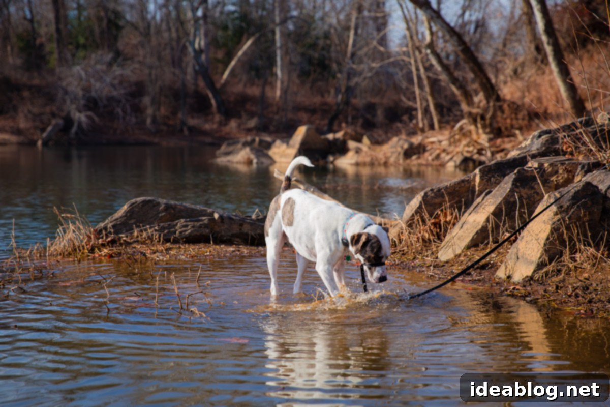 Journeys with Marley 10 Adventures with Marley - fueled by Organix Grain-Free Dog Food
