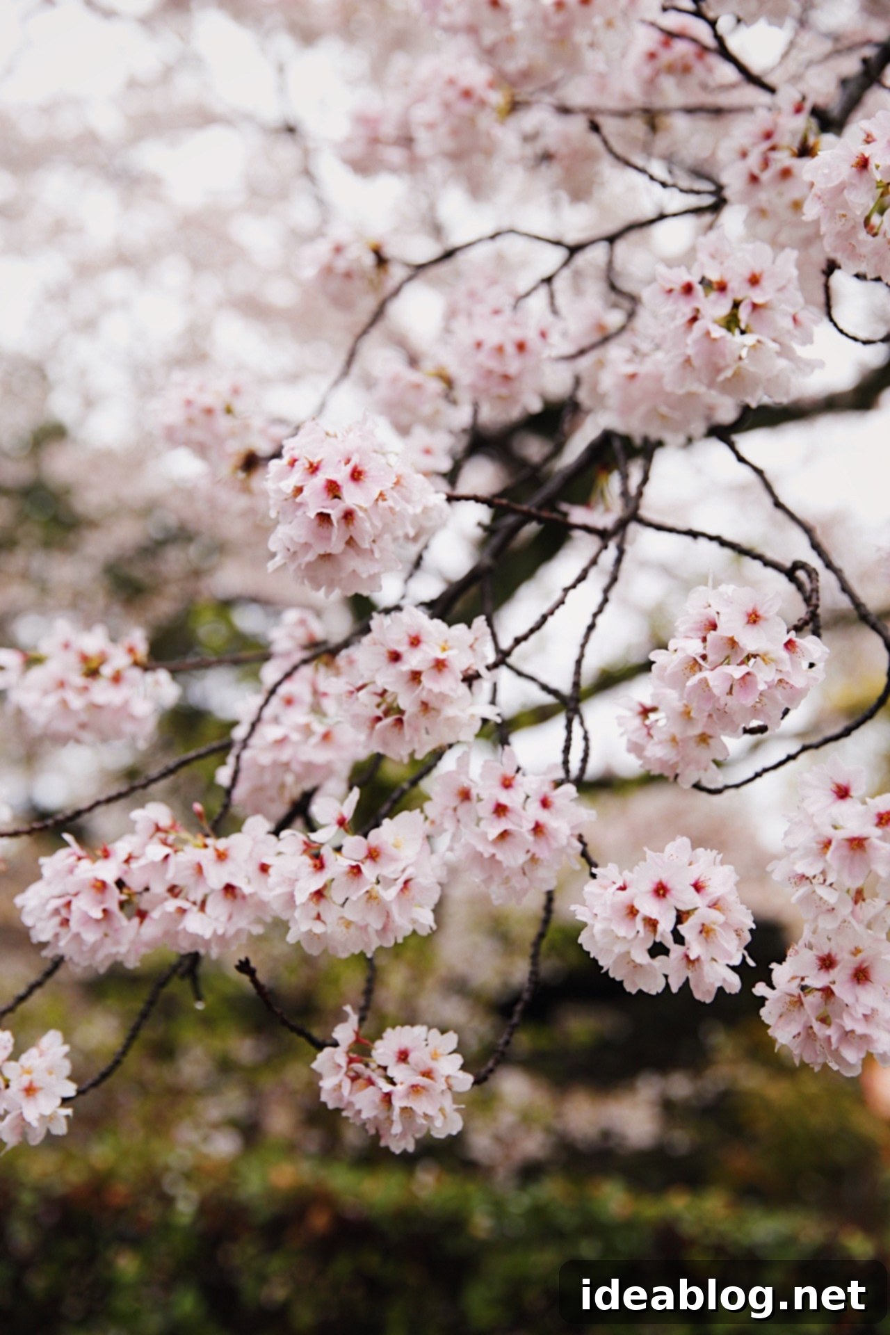 The Weekly Kaleidoscope 8 Japanese Cherry Blossoms