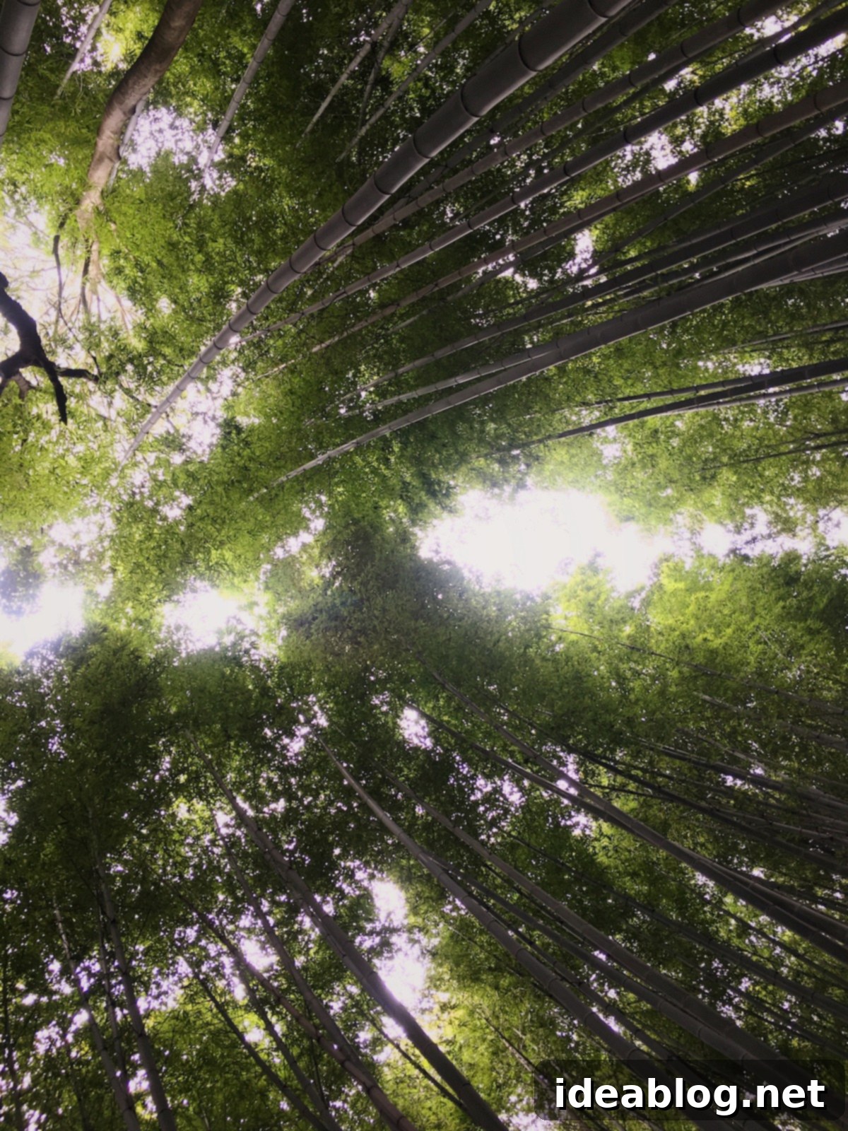The Weekly Kaleidoscope 10 Japanese Bamboo Forest