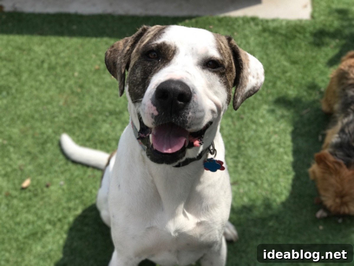 The Weekly Blend 5 Happy dog smiling