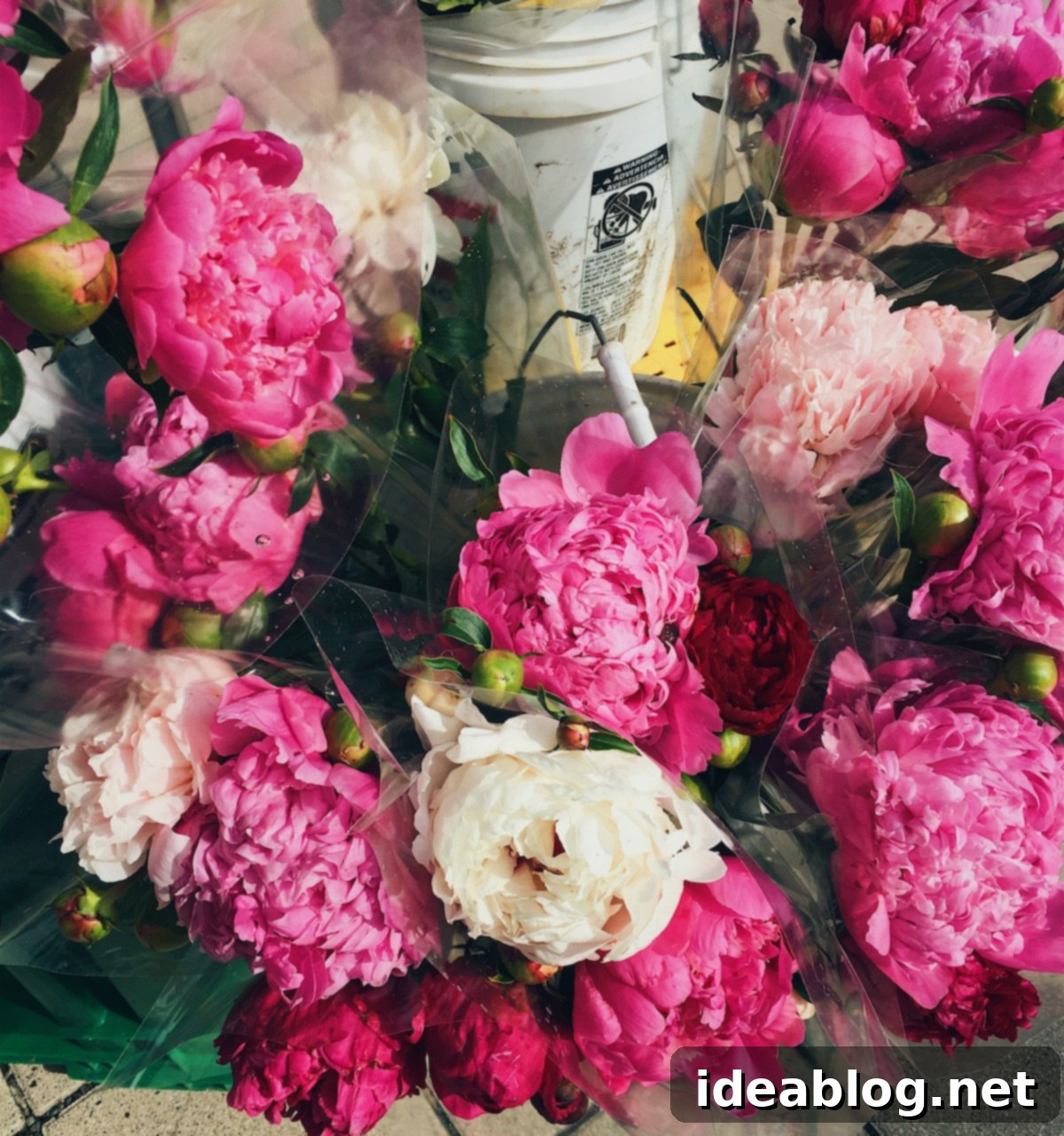 Your Weekly Dose 4 Summer Peonies