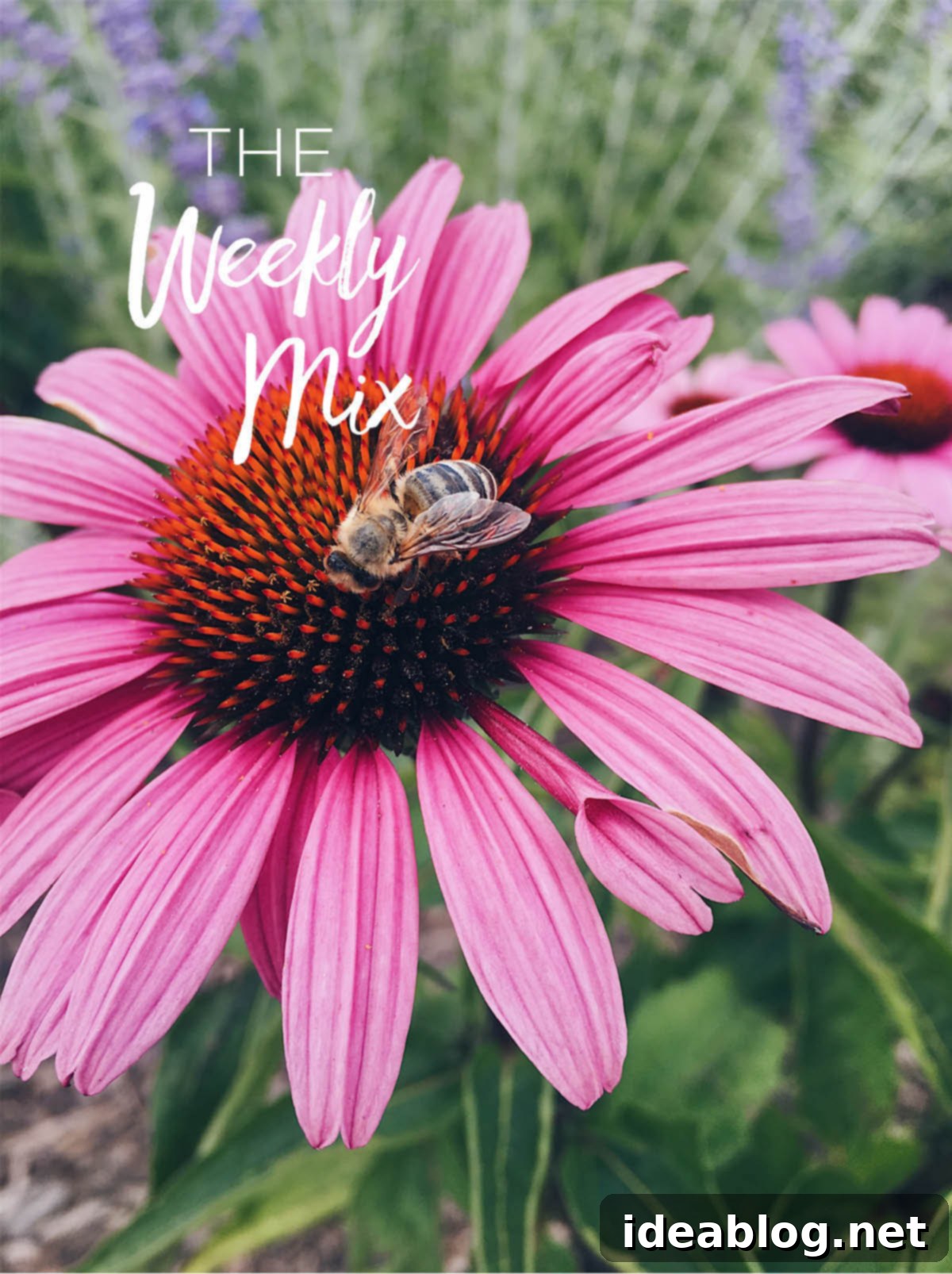 The Weekly Brew 2 Cornflower