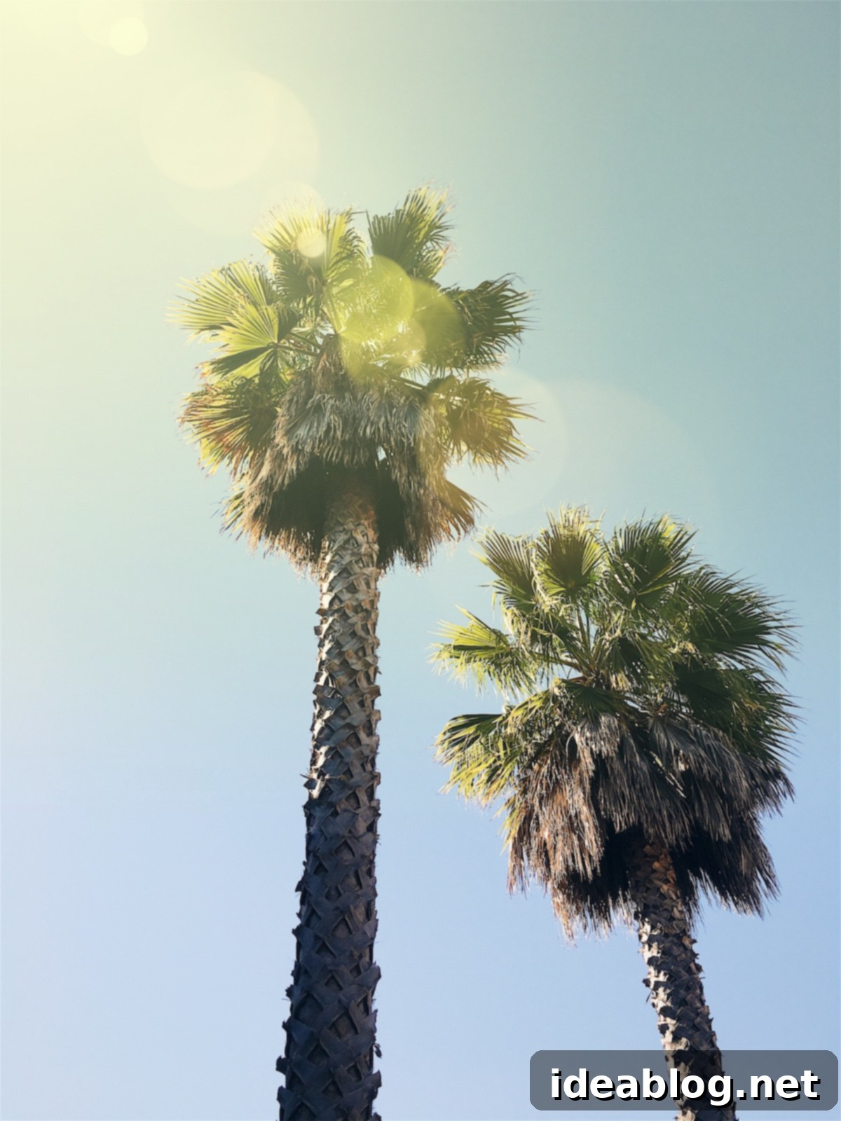 The Weekly Mosaic 4 Towering palm trees silhouetted against a bright, sun-drenched sky, featuring a beautiful sunburst effect typical of Californian landscapes.