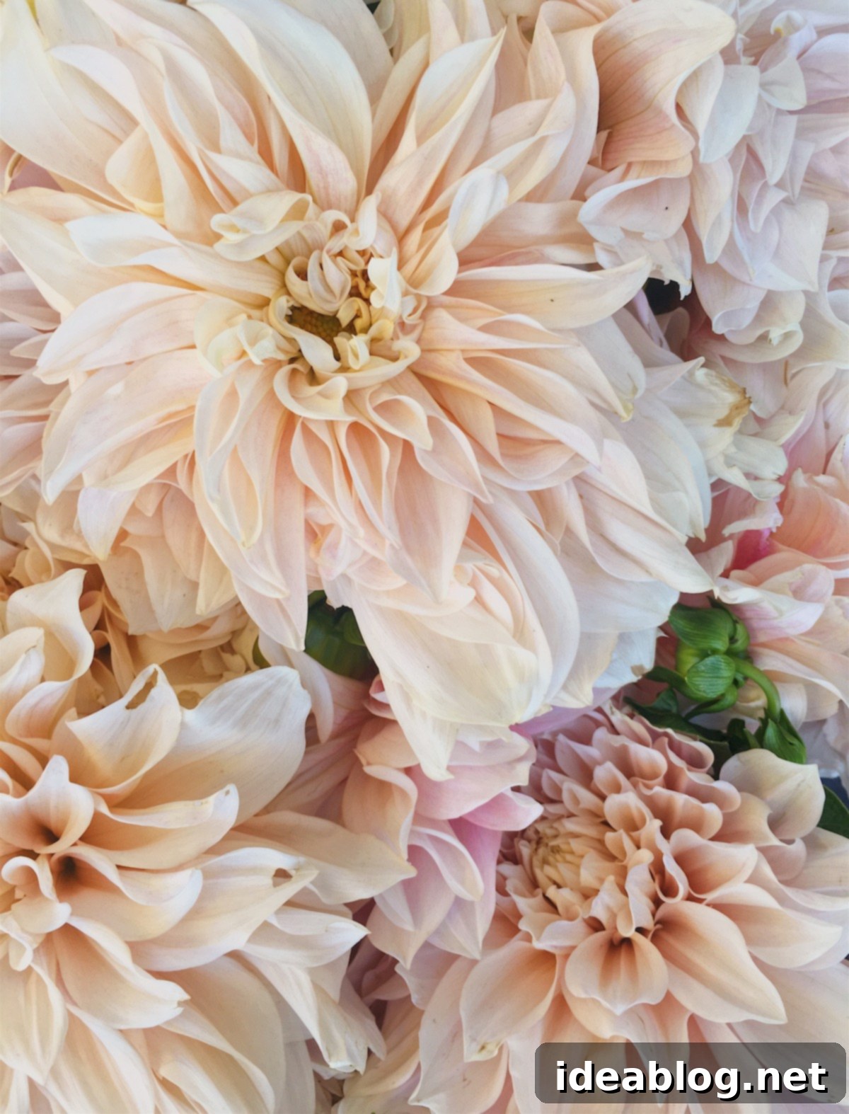 Weekly Roundup 3 Cafe Au Lait Dahlias