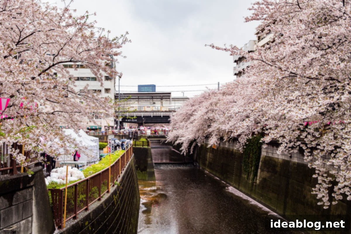 Tokyo: The Ultimate Guide 19 Nakameguro Canal Cherry Blossoms