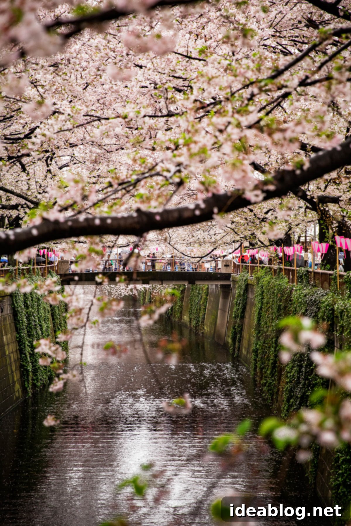 Tokyo: The Ultimate Guide 23 Nakameguro Canal Cherry Blossoms