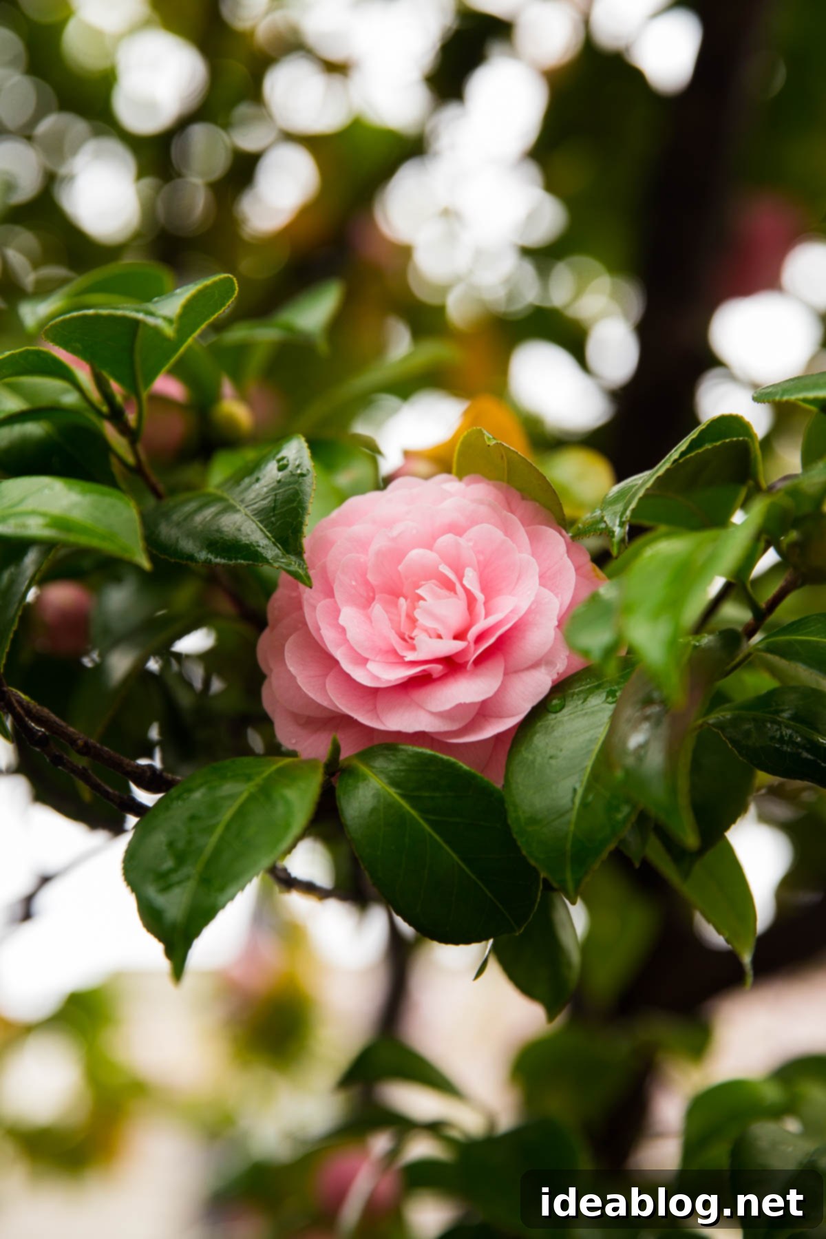 Tokyo: The Ultimate Guide 26 Japanese Camellias