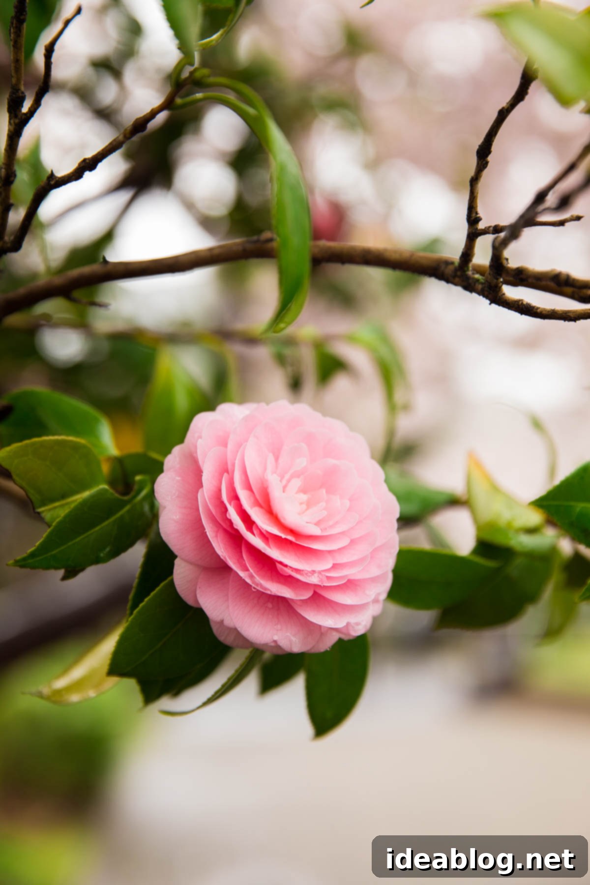 Tokyo: The Ultimate Guide 6 Japanese Camellias