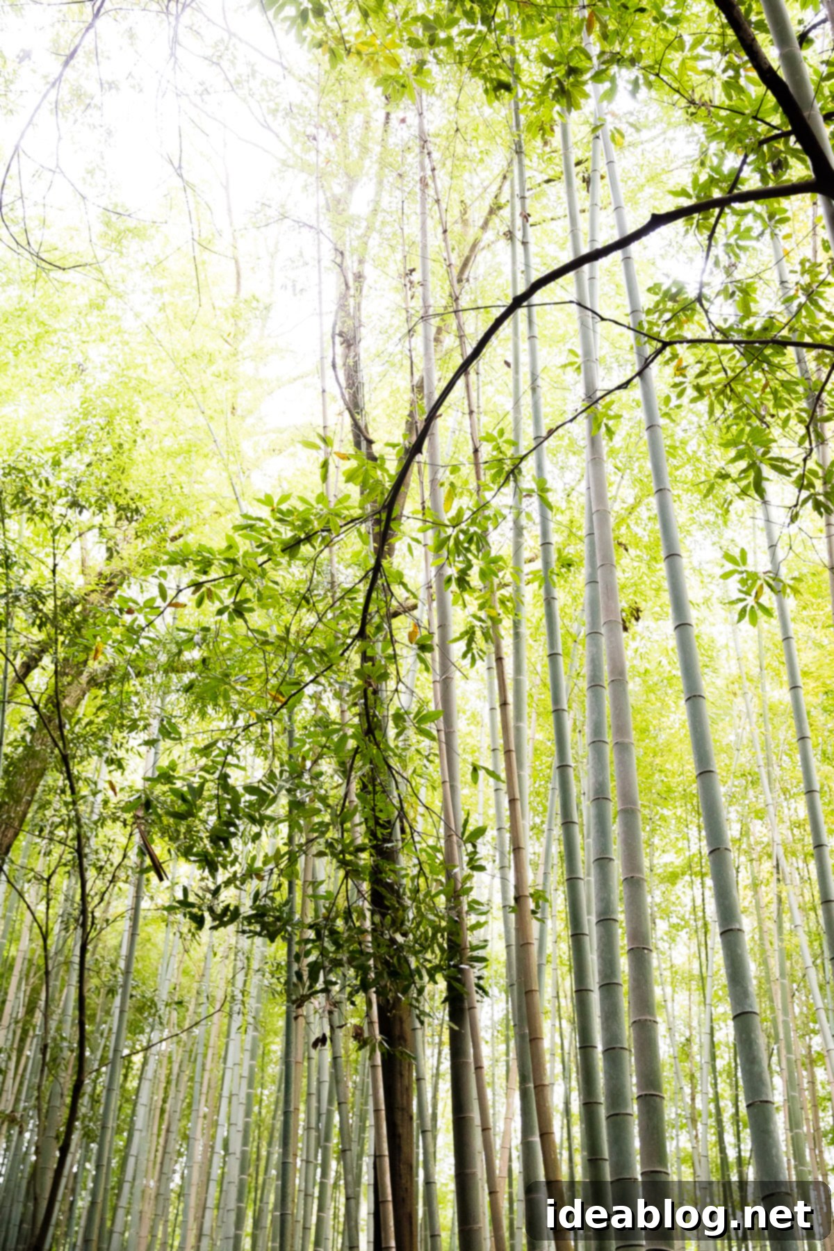 Unveiling Kyoto A Journey Through Tradition 2 Arashiyama Bamboo Forest Kyoto