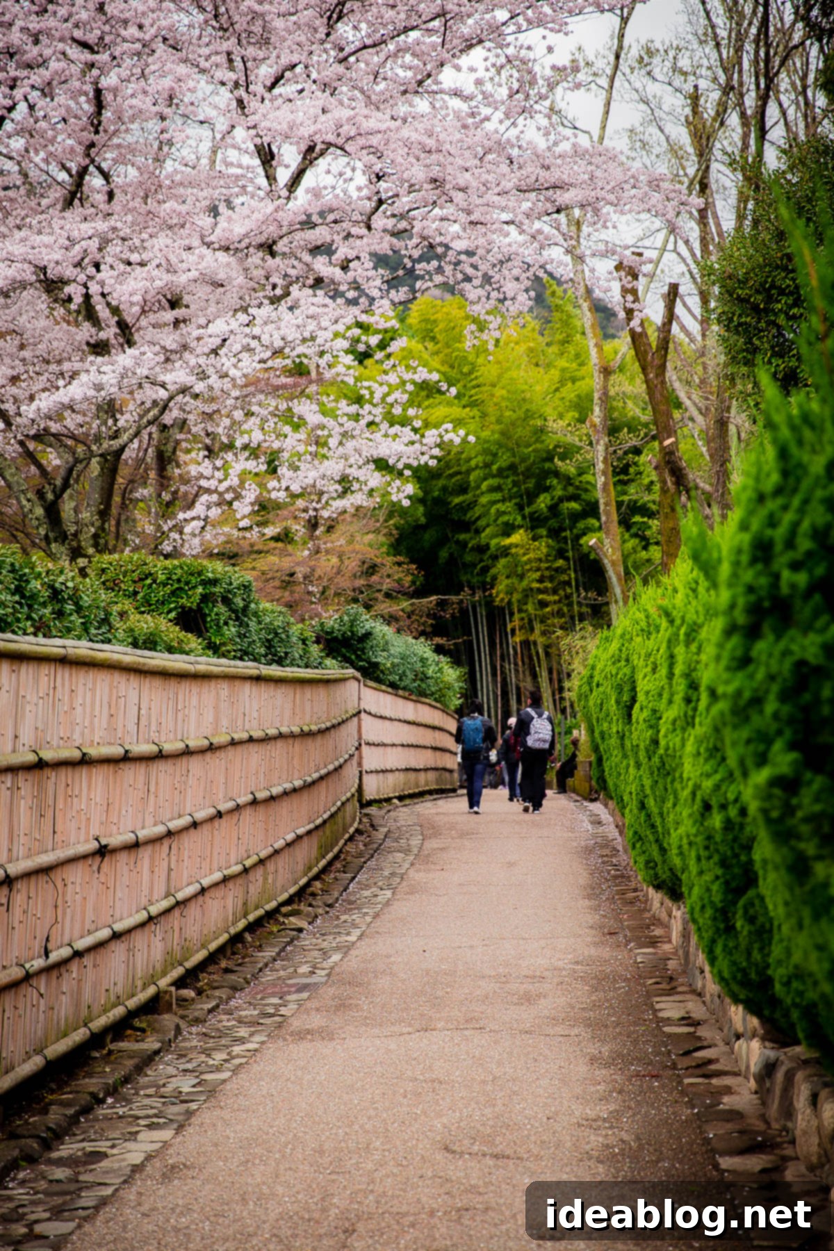 Unveiling Kyoto A Journey Through Tradition 16 Arashiyama Bamboo Forest