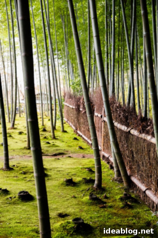 Arashiyama Bamboo Forest Kyoto