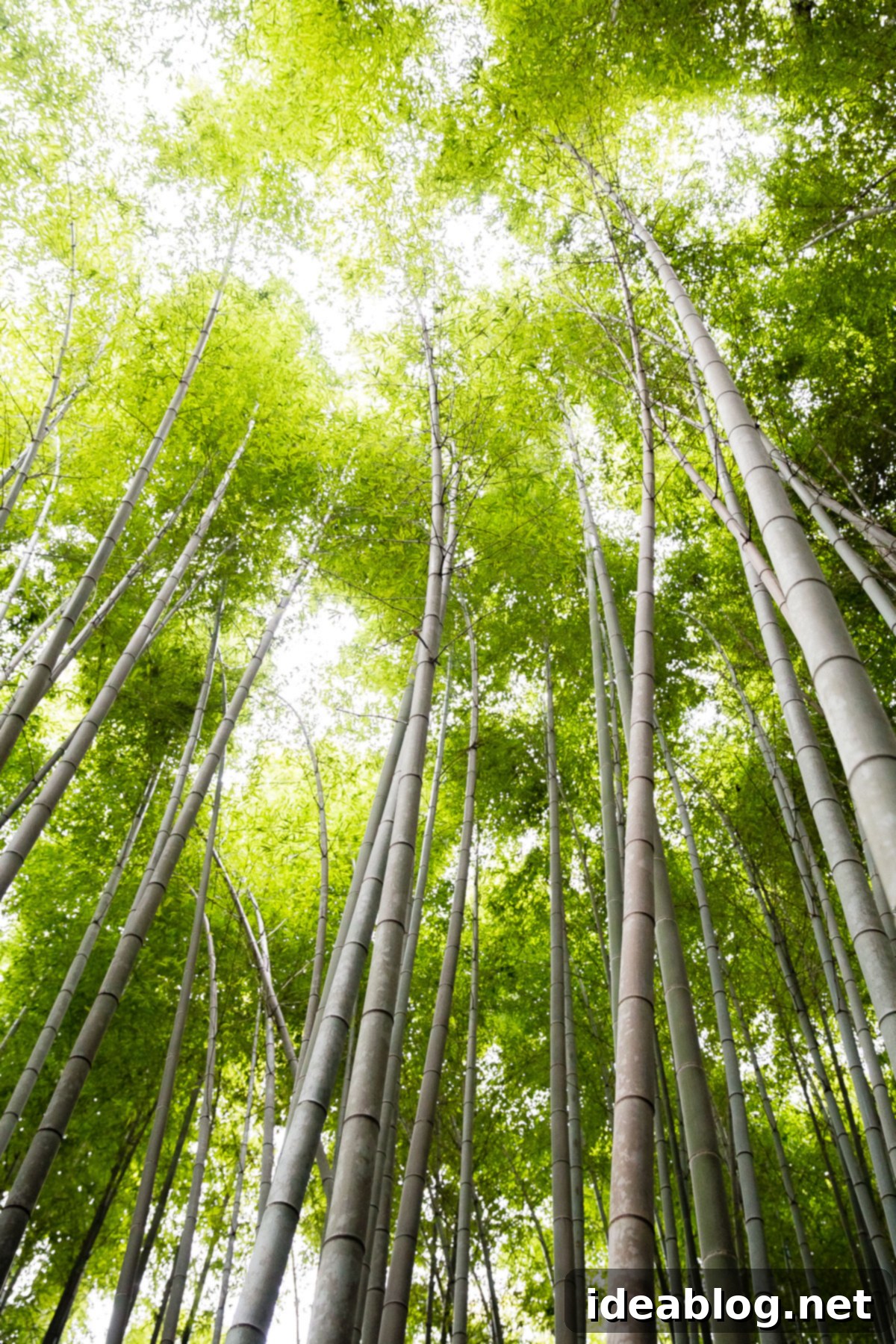 Kyoto Bamboo Forest Kyoto Bamboo Forest