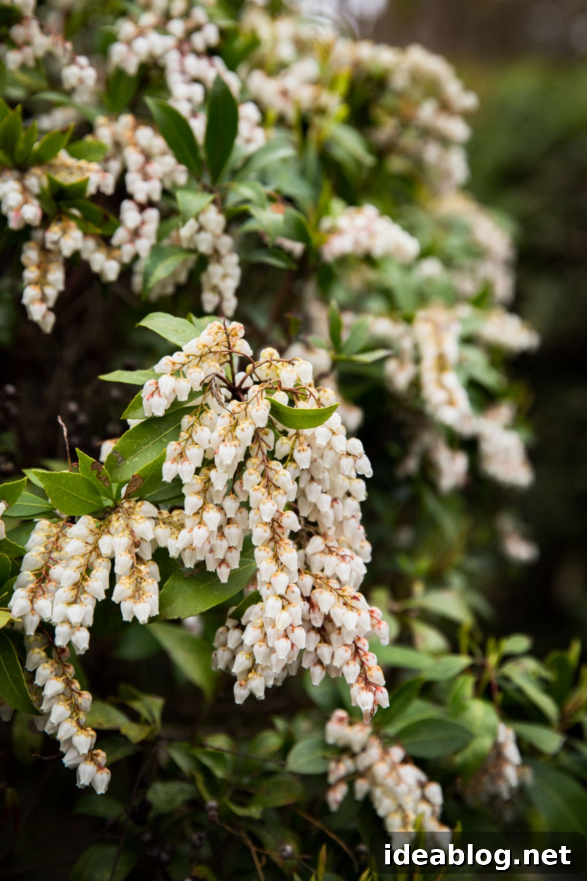 Unveiling Kyoto A Journey Through Tradition 21 Japanese Andromeda