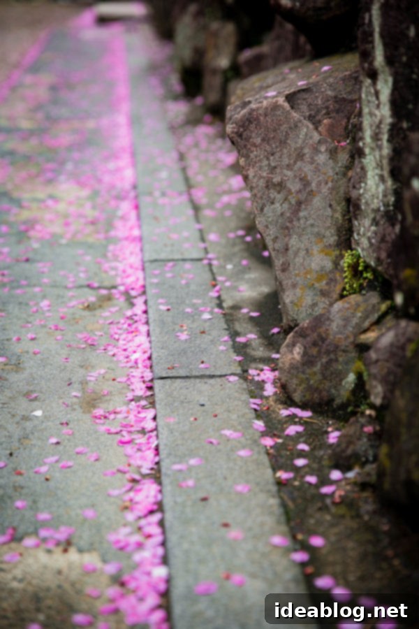 Cherry Blossom Petals