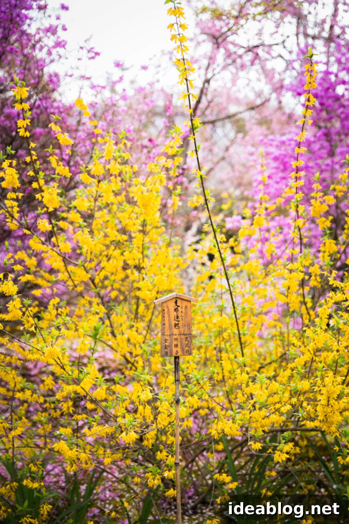 Unveiling Kyoto A Journey Through Tradition 27 Wild Flowers