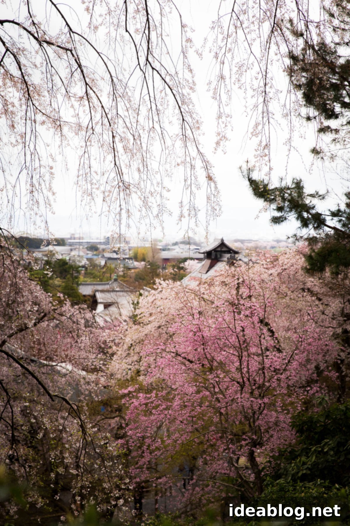 Unveiling Kyoto A Journey Through Tradition 30 Kyoto View