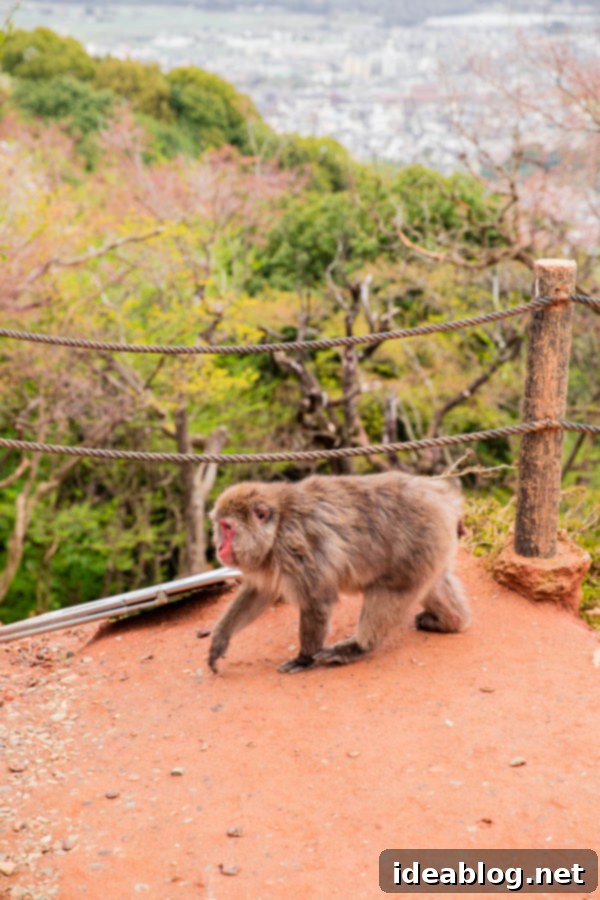 Iwatayama Monkey Park