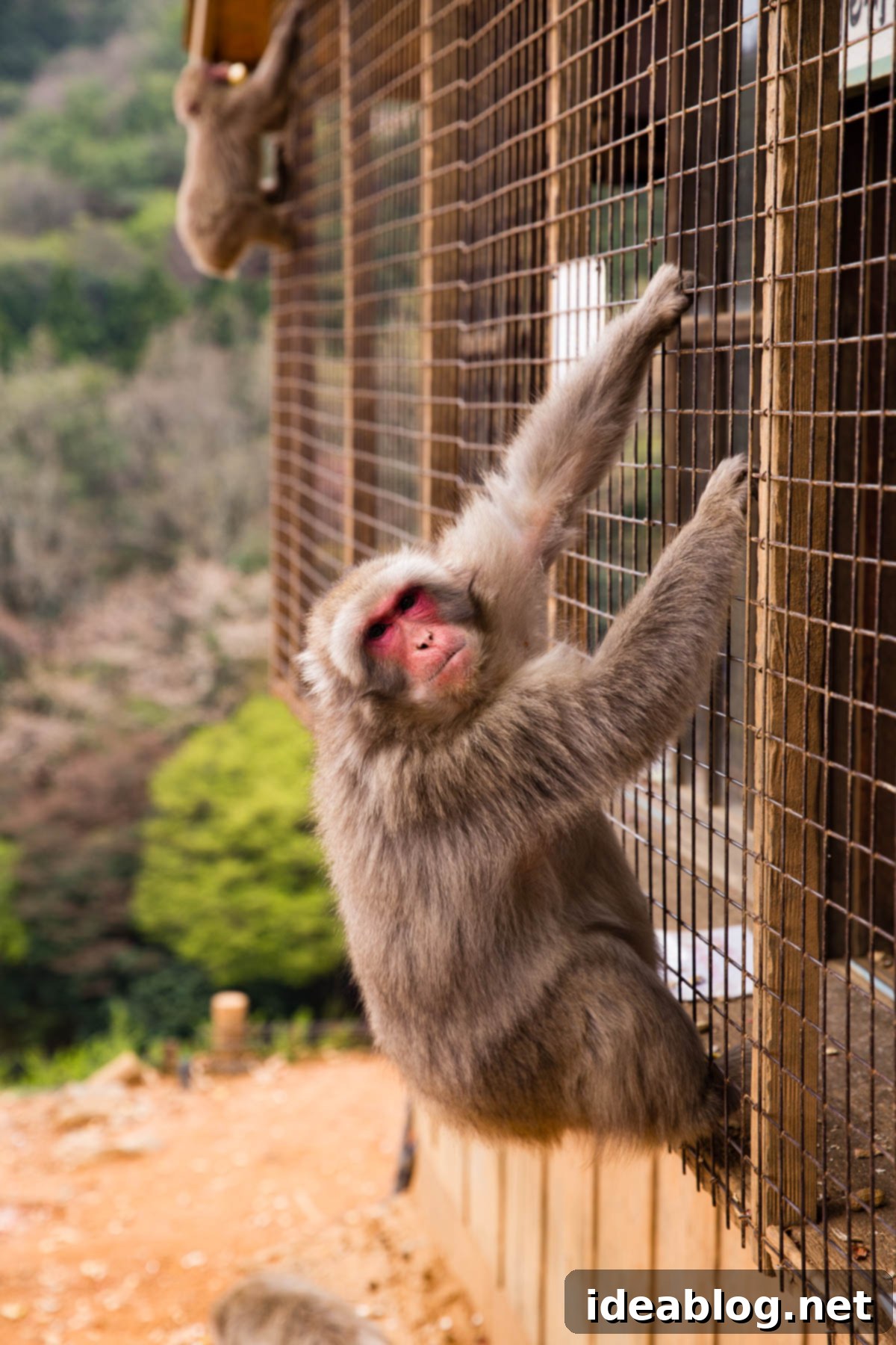 Unveiling Kyoto A Journey Through Tradition 43 Iwatayama Monkey Park