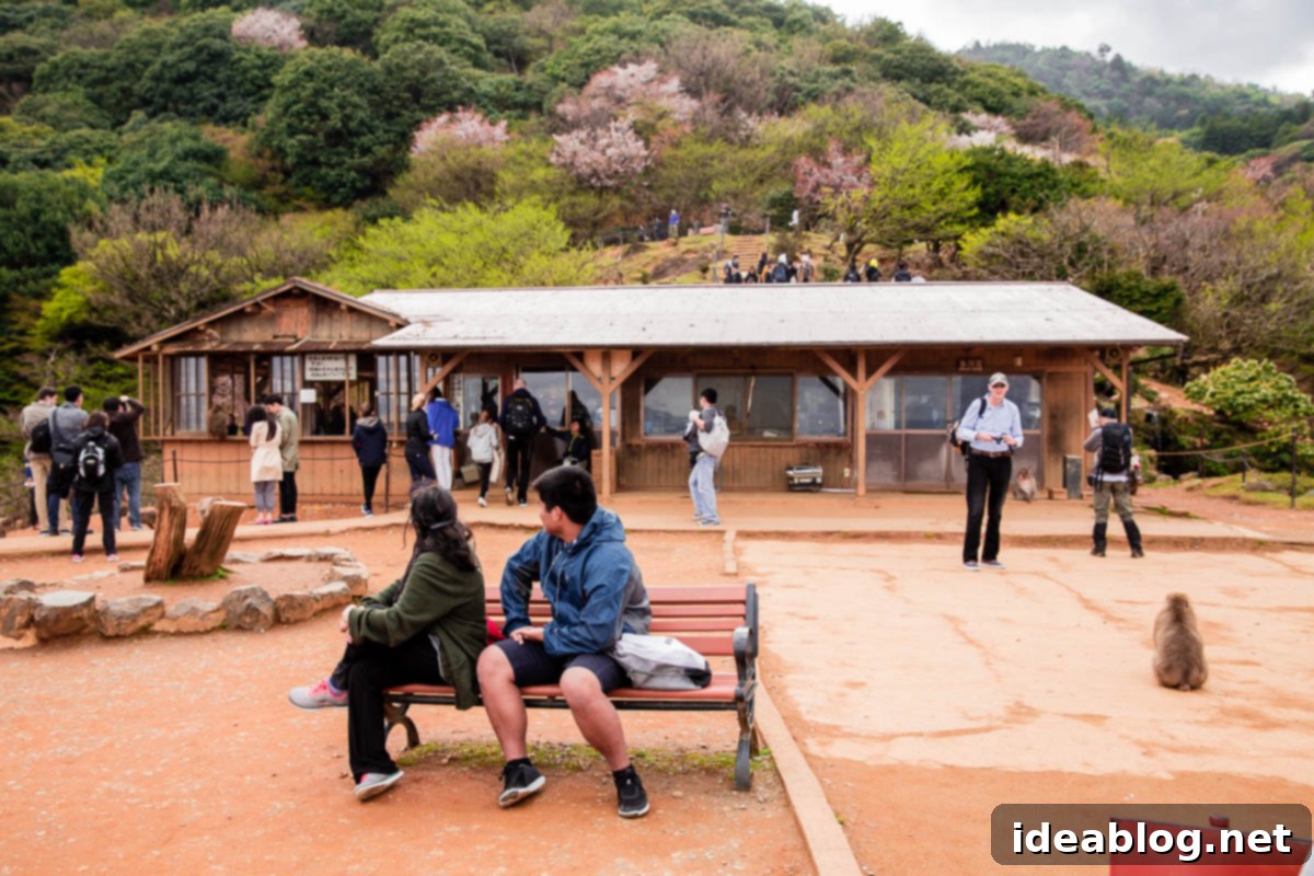 Unveiling Kyoto A Journey Through Tradition 44 Iwatayama Monkey Park