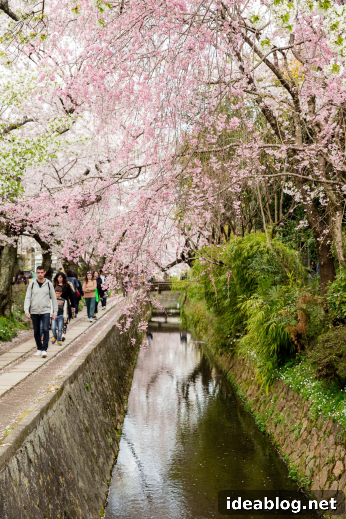 Unveiling Kyoto A Journey Through Tradition 62 Philosophers Walk
