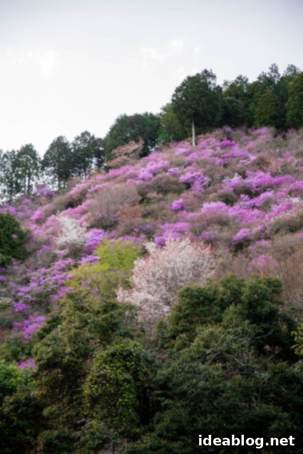 Cherry Blossom Mountain