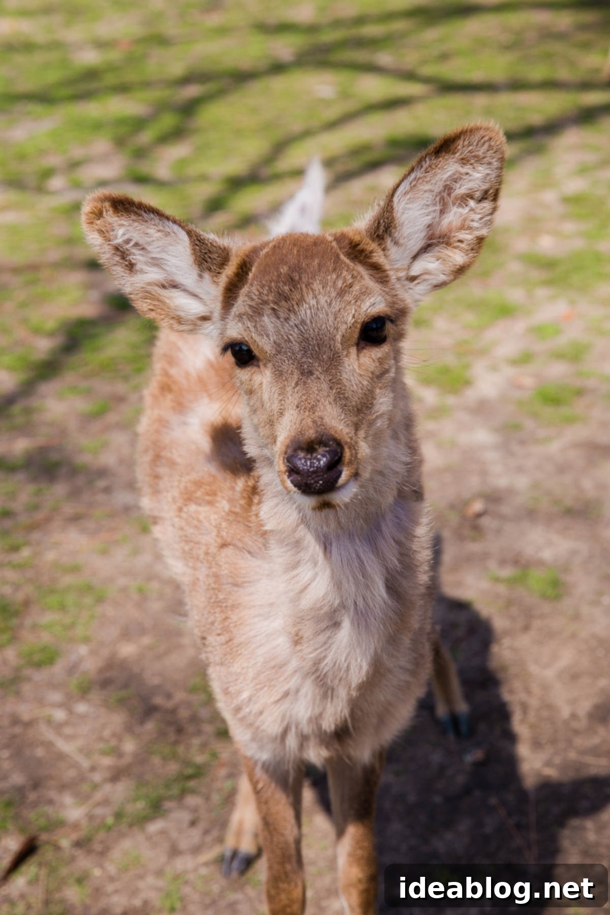 Unveiling Kyoto A Journey Through Tradition 86 Nara Deer Park
