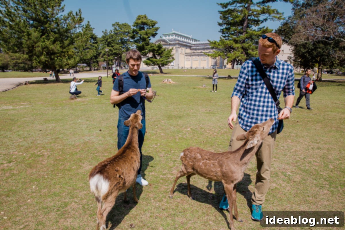 Unveiling Kyoto A Journey Through Tradition 87 Nara Deer Park