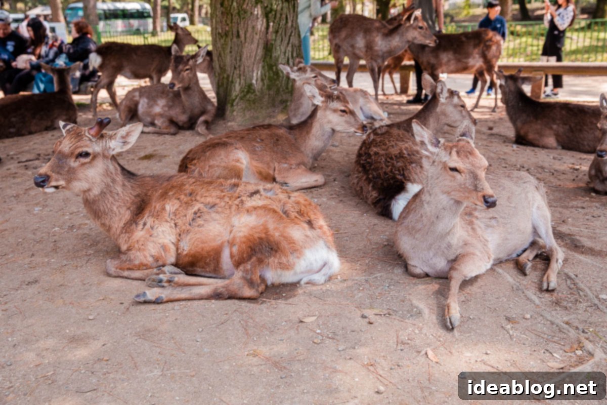 Unveiling Kyoto A Journey Through Tradition 88 Nara Deer Park