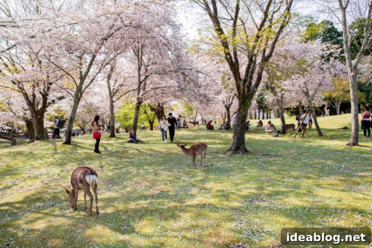 Unveiling Kyoto A Journey Through Tradition 92 Nara Deer Park
