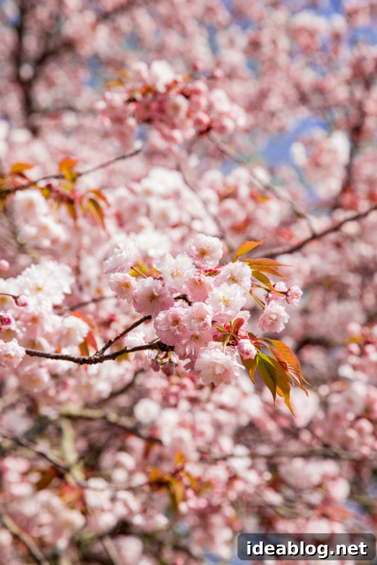 Unveiling Kyoto A Journey Through Tradition 93 Japanese Cherry Blossoms