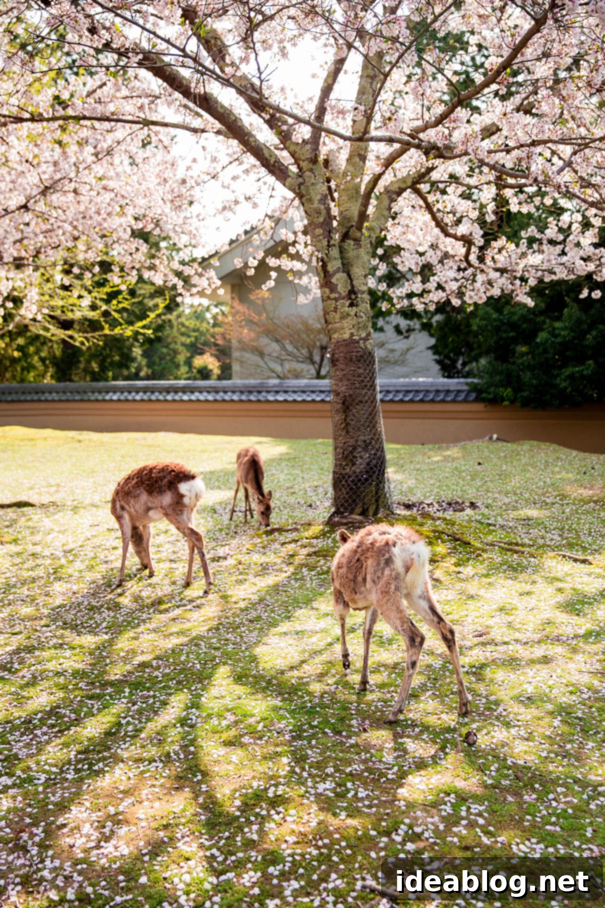 Unveiling Kyoto A Journey Through Tradition 94 Deer and Cherry Blossom Trees