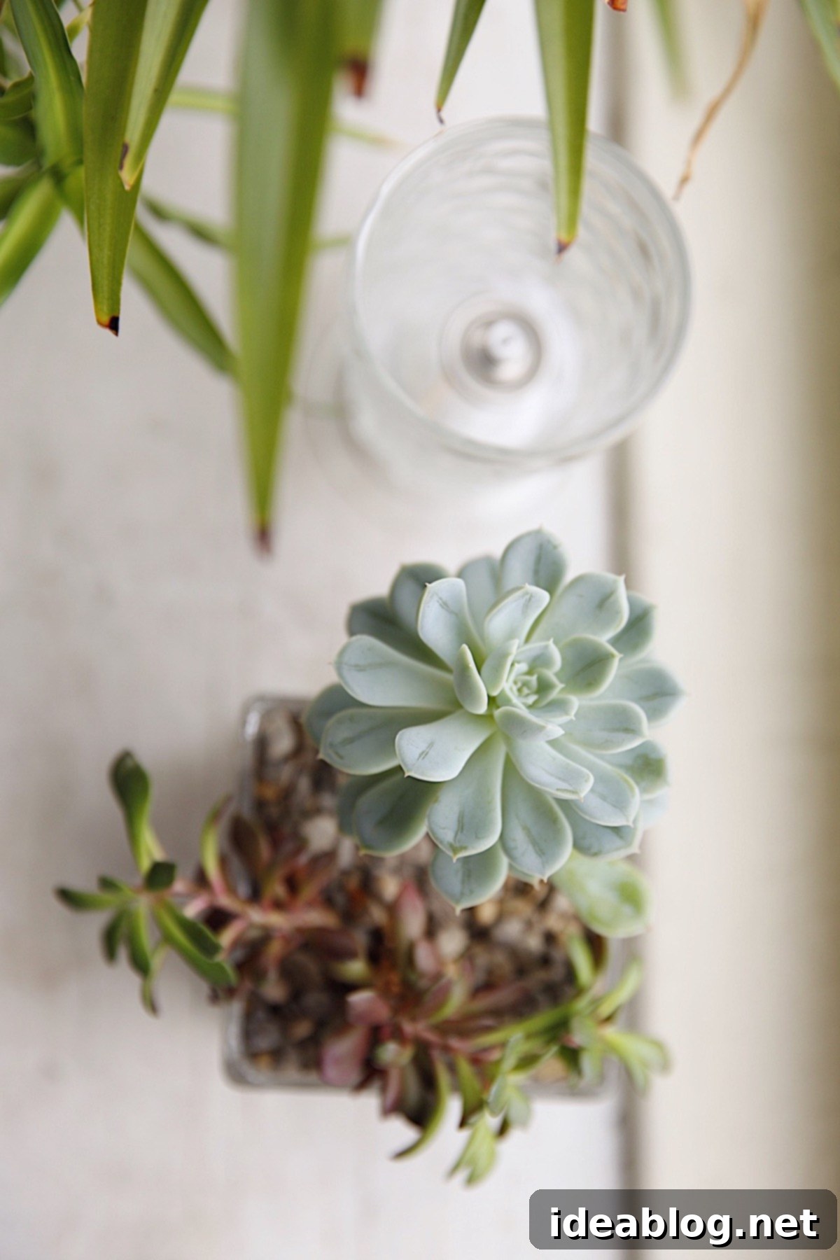 The Weekly Orbit 3 Succulent on Table