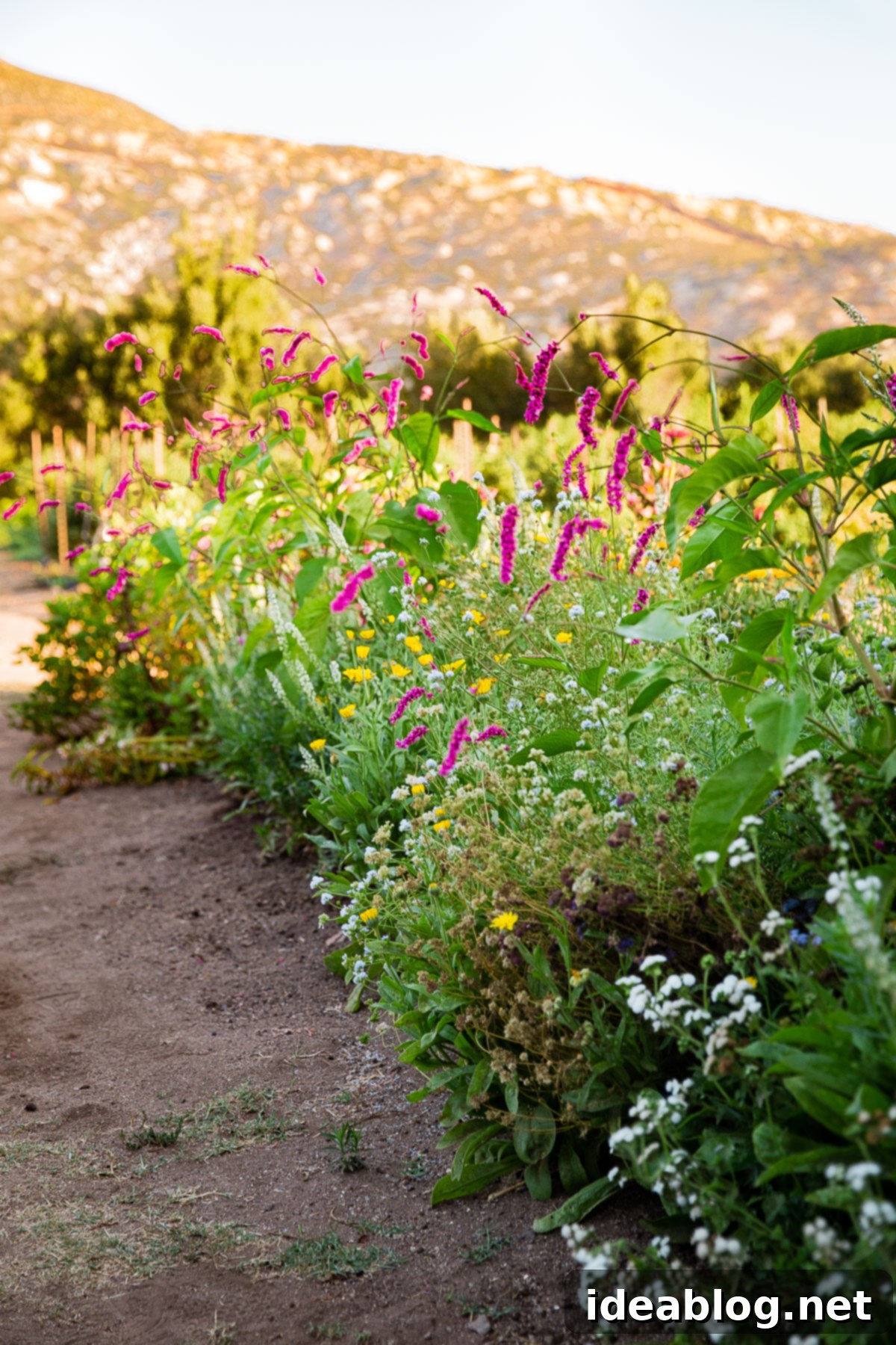 Rancho La Puerta Rediscovered: 5 Practical Wellness Insights 12 The beautiful and vibrant gardens of Rancho La Puerta.