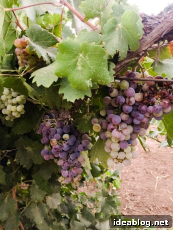 Rancho La Puerta Rediscovered: 5 Practical Wellness Insights 13 Vineyards at Rancho La Puerta, contributing to the organic farm experience.