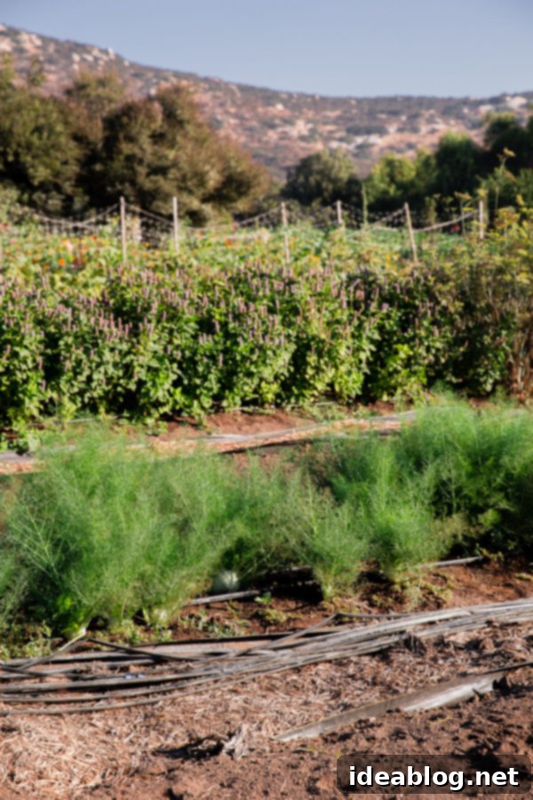 Rancho La Puerta Rediscovered: 5 Practical Wellness Insights 23 Rancho La Puerta's commitment to fresh, organic ingredients.
