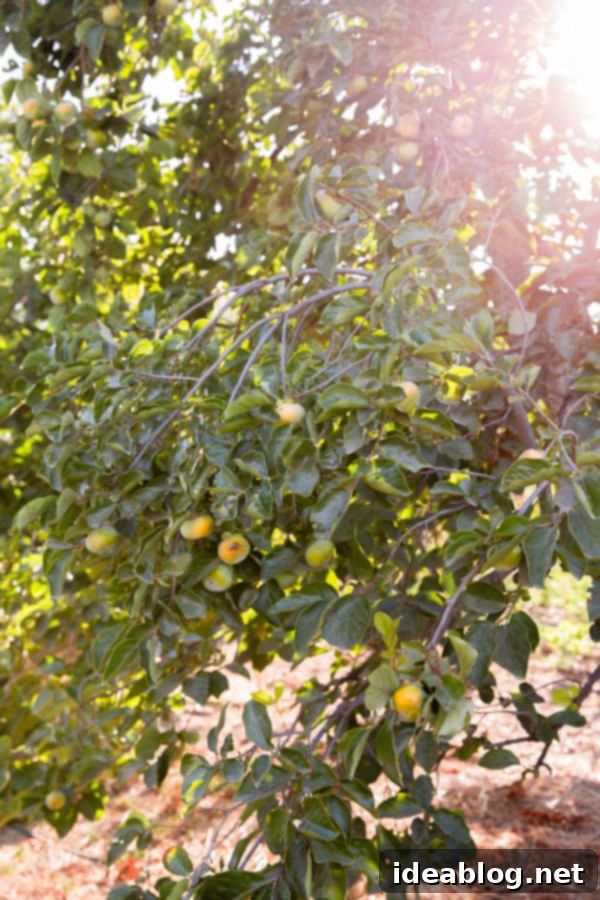 Rancho La Puerta Rediscovered: 5 Practical Wellness Insights 26 Exploring the vibrant organic garden at Rancho La Puerta.
