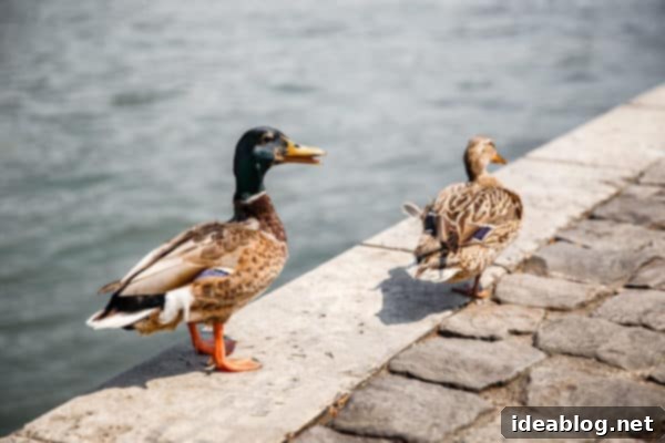 The Taste of Paris: Your Dining Companion 31 Ducks peacefully swimming in a Parisian canal or park.