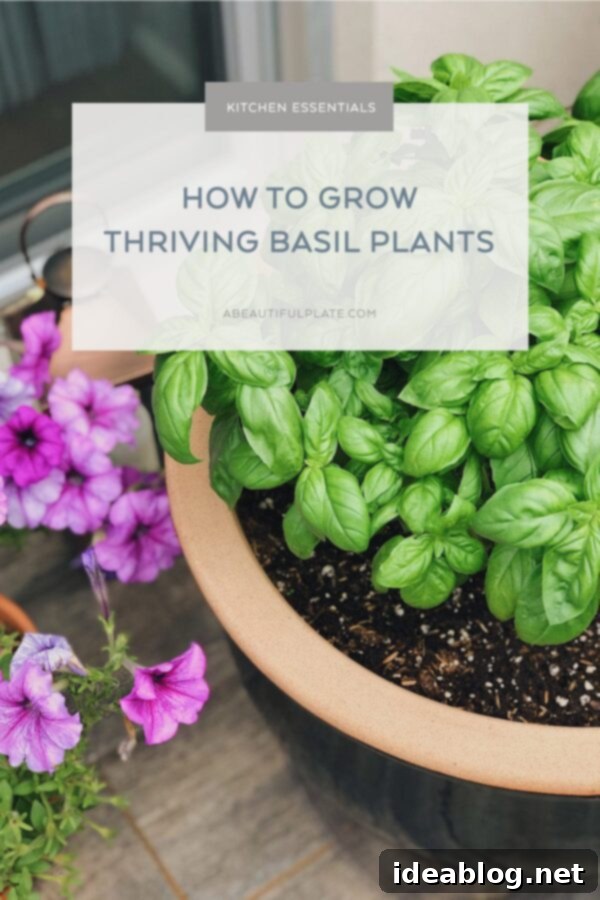How to Grow Basil at Home - 5 tried-and-tested tips for growing healthy, flourishing basil at home. How to Grow Basil - Healthy, flourishing basil plants thrive with proper care.