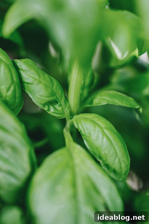 How to Grow Basil at Home - 5 tried-and-tested tips for growing healthy, flourishing basil at home. Fresh Basil Harvesting Guide - Proper trimming technique for basil.