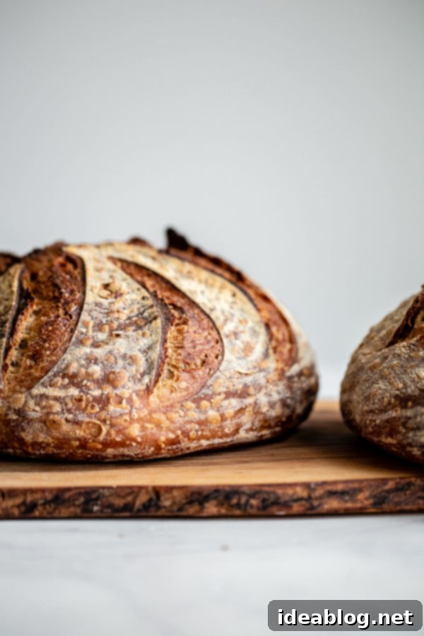 How to Store, Freeze, and Refresh Bread - an easy guide on how to store bread at home, freeze it and refresh it so that it tastes like it's just been baked out of the oven! #abeautifulplate #bread #sourdough #cooking #baking #howto Rustic sourdough loaf displaying a perfect bloom and crunchy crust