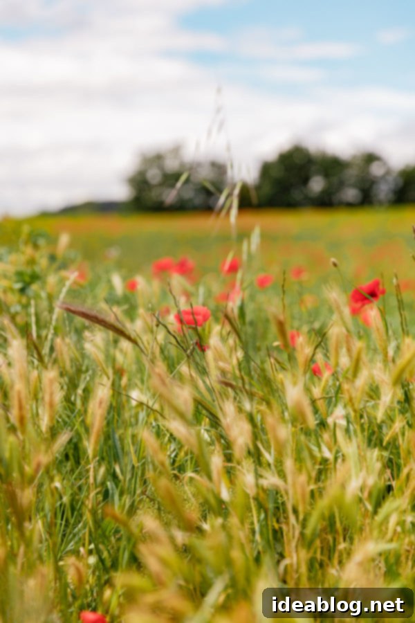 Provence France travel guide, focused on the Luberon, with recommendations on must-visit destinations, where to stay, and where to eat in the region. #travel #france #travelguide #abeautifulplate #provence Vibrant Red Poppies in a Provence Field